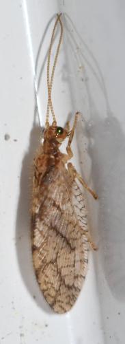 Micromus angulatus